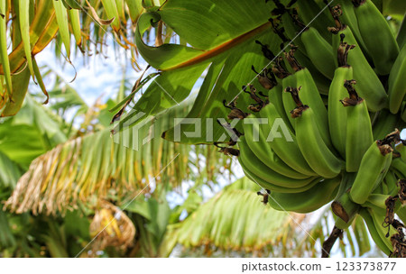Fresh Green Bananas Growing on Tree in Tampa Florida 123373877