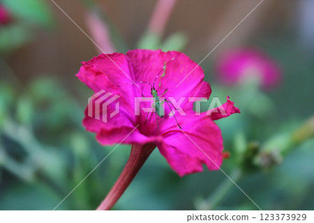Magenta Marvel of Peru or Four OClocks, With Samll Green Katydid 123373929