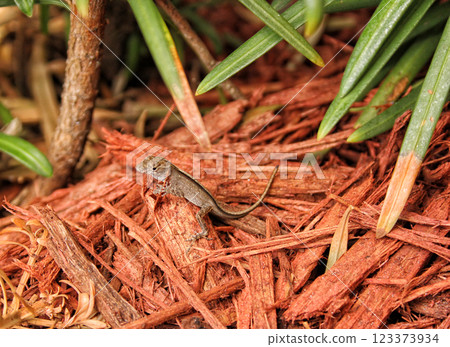 Baby Brown Anole Lizard in Home Garden Tampa Florida. 123373934