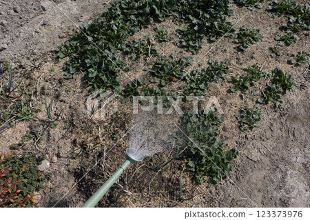 將菠菜田澆水 123373976