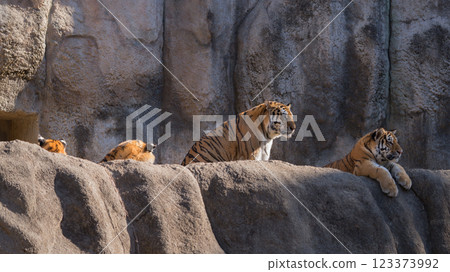 Parent and child of a sitting tiger Parent and child of a sitting tiger 123373992