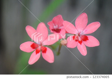 Cute flowers of the lily of the valley Cute flowers of the lily of the valley 123374005