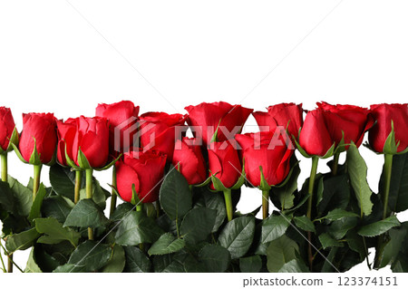 Red roses, space for text, top view, isolated on white background, PNG 123374151