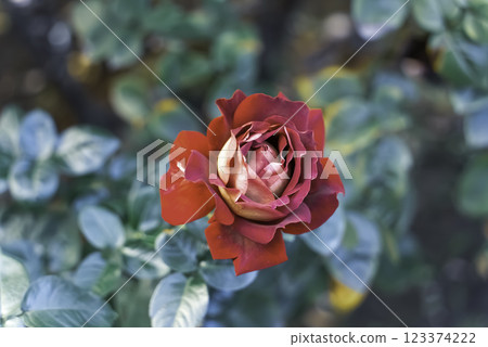 A red rose 123374222