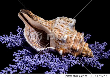 Trapezium Horse Conch on Lavender Trapezium Horse Conch on Lavender 123374244