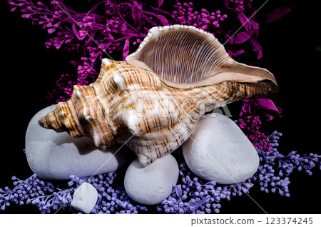 Trapezium Horse Conch with white Stones Trapezium Horse Conch with white Stones 123374245