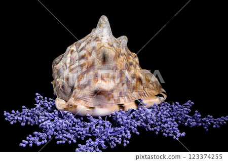 Beautiful King Helmet Shell on Colorful Background 123374255