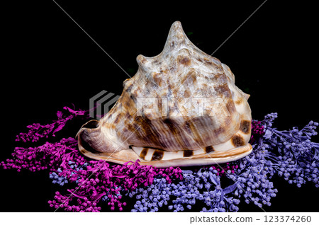 Beautiful King Helmet Shell on Colorful Background Beautiful King Helmet Shell on Colorful Background 123374260