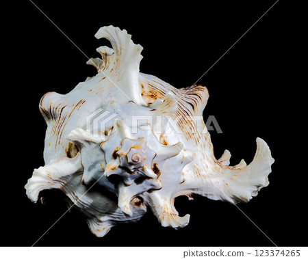 Ramose Murex Shell on black background Ramose Murex Shell on black background 123374265