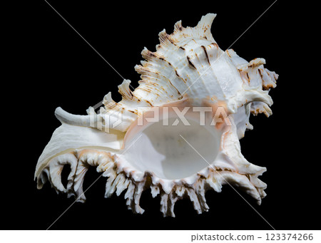 Ramose Murex Shell on black background Ramose Murex Shell on black background 123374266