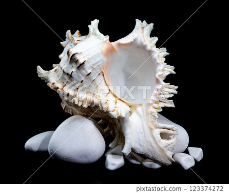 Ramose Murex Shell on white Rocks black background Ramose Murex Shell on white Rocks black background 123374272