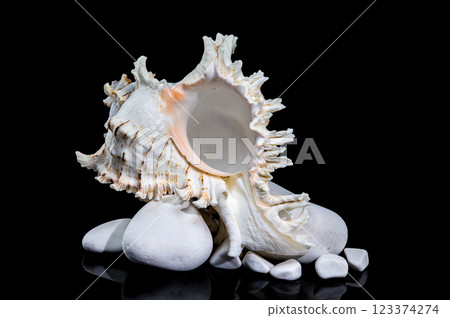 Ramose Murex Shell on white Rocks black background 123374274
