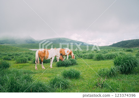 Horses walking on the grasslands of Kusasenri, Aso City, Kumamoto Prefecture 123374396