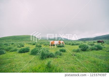 熊本縣阿蘇市草千里草原上的馬群 123374397