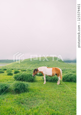 Horses walking on the grasslands of Kusasenri, Aso City, Kumamoto Prefecture 123374401