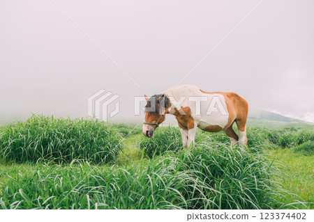 Horses walking on the grasslands of Kusasenri, Aso City, Kumamoto Prefecture Horses walking on the grasslands of Kusasenri, Aso City, Kumamoto Prefecture 123374402