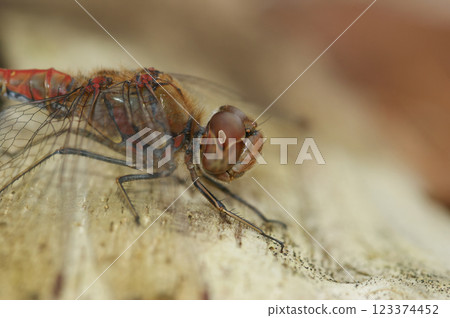Macro shot capturing the intricate details of a dragonfly resting, showcasing its delicate wings and textured body with natural background. 123374452