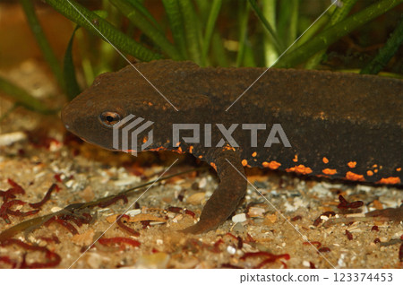 Closeup on the critically endangered Vietnamese Tam Dao warted newt, Paramesotriton deloustali Closeup on the critically endangered Vietnamese Tam Dao warted newt, Paramesotriton deloustali 123374453
