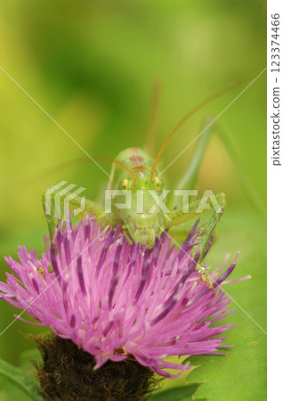 Close-up of a great green bush-cricket, Tettigonia viridissima, perched on a purple knapweed flower 123374466