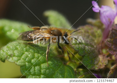 Closeup on a female Bearded mining bee, Anderna barbilabris on a purple dead-nettle flower Closeup on a female Bearded mining bee, Anderna barbilabris on a purple dead-nettle flower 123374467