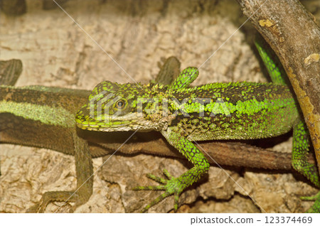 Closeup on a closeup of green Japalura tree dragon, Japalura splendida Closeup on a closeup of green Japalura tree dragon, Japalura splendida 123374469