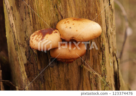 Cluster of brown mushrooms growing on weathered tree trunk, woodland scene. Forest floor out of focus. Cluster of brown mushrooms growing on weathered tree trunk, woodland scene. Forest floor out of focus. 123374476