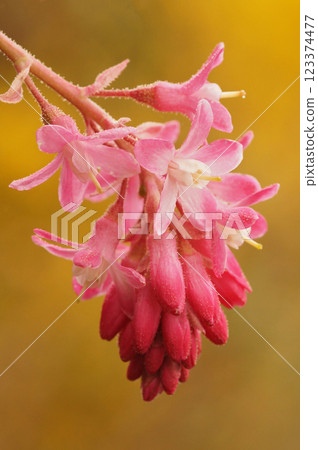 Close-up shot of vibrant pink Ribes sanguineum flowers blossoming with delicate petals against a muted yellow background. 123374477