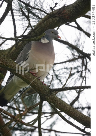 Wood Pigeon perched on a tree branch, blending in with the natural surroundings on a cloudy day. 123374492