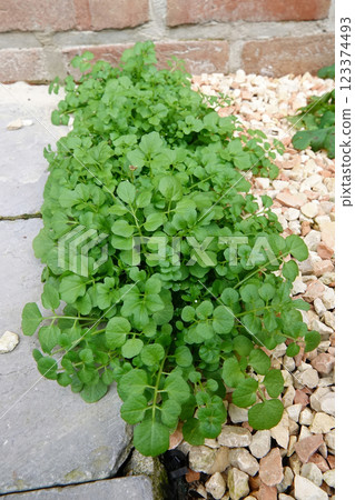 Closeup on a fresh green emerging hairy bittercress Cardamine hirsuta 123374493