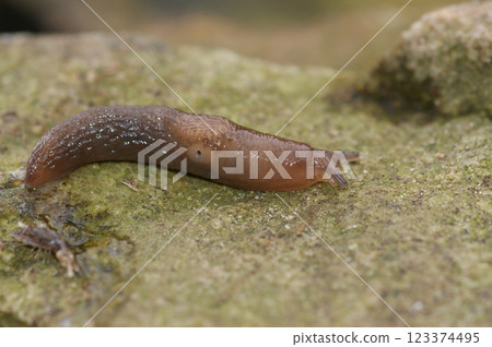 A brown slug crawling across a textured, mossy surface in nature. The creature looks delicate and vulnerable. A brown slug crawling across a textured, mossy surface in nature. The creature looks delicate and vulnerable. 123374495