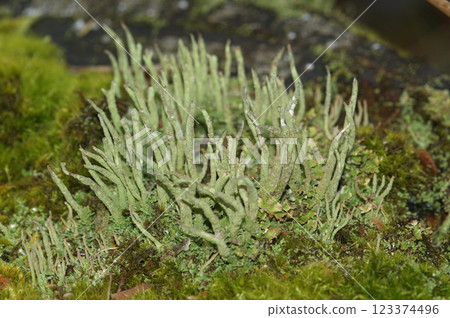 Closeup on a small common powderhorn cup lichen Cladonia coniocraea growing 123374496