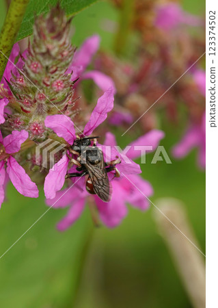 Closeup of the gorgeous, colorful cleptoparasite solitary bee, Epeoloides coecutiens drinking nectar 123374502