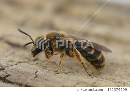 Closeup on a female Common furrow bee, Lasioglossum calceatum sitting on wood Closeup on a female Common furrow bee, Lasioglossum calceatum sitting on wood 123374509