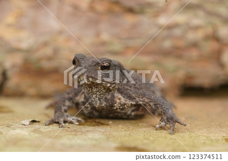 A closeup of a European common toad with mottled skin, posing alertly on a stone surface. A closeup of a European common toad with mottled skin, posing alertly on a stone surface. 123374511