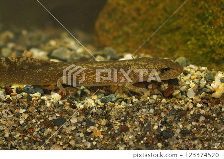 Closeup on a gilled larvae of the Coastal giant salamander, Dicamptodon tenebrosus in Oregon 123374520