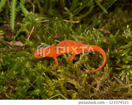 Bright orange red eft newt juvenile salamander with black spots resting on a bed of green moss Bright orange red eft newt juvenile salamander with black spots resting on a bed of green moss 123374521