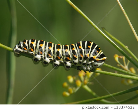 Closeup on a colorful caterpillar of the European swallowtail butterfly, Papilio machaon Closeup on a colorful caterpillar of the European swallowtail butterfly, Papilio machaon 123374522