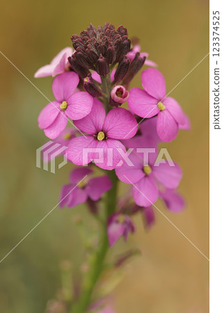 Closeup on a purple Wallflower, Erysimum cheiri in the garden 123374525