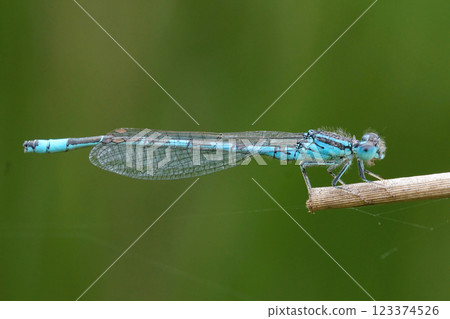 Closeup on a nice blue Dainty damselfly, Coenagrion scitulum perched on a dried straw of grass 123374526