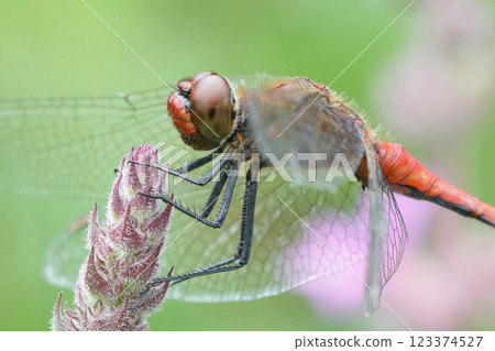 Frontal closeup of the ruby red darter, Sympetrum sanguineum in the garden 123374527