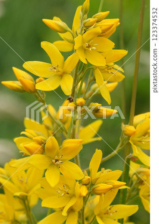 A close-up view of the vibrant yellow loosestrife flowers in bloom, set against a soft green backdrop. 123374532