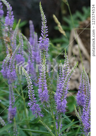 Vertical closeup on the blue flowers of Culver's root, Veronicastrum virginicum in the garden 123374534