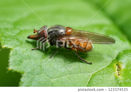 Rhingia campestris Syrphid Fly Resting on a Leaf - A hoverfly in its natural environment displaying intricate details. 123374535