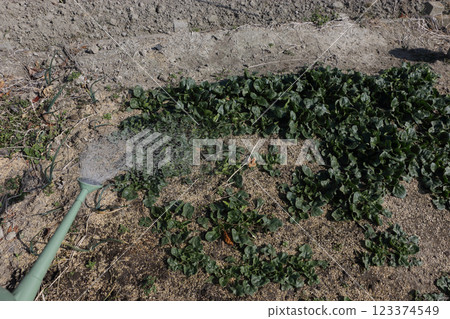 將菠菜田澆水 123374549
