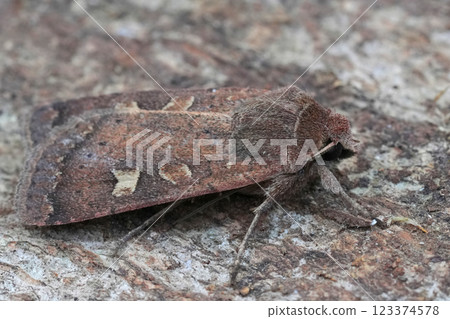 Closeup on a Square-spot Rustic owlet moth, Xestia xanthographa 123374578