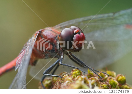 Closeup on a red male Rudddy darter dragonfly, Sympetrum sanguineum 123374579