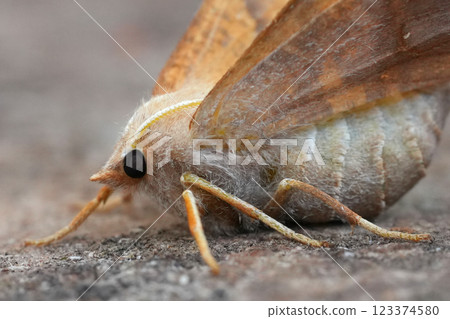 Extreme closeup on a female Dusky Thorn geometer moth, Ennomos fuscantaria Extreme closeup on a female Dusky Thorn geometer moth, Ennomos fuscantaria 123374580