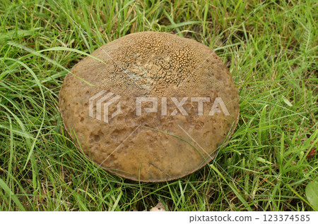 Closeup on the Slate Bolete mushroom , Leccinum duriusculum gronwing in the grass Closeup on the Slate Bolete mushroom , Leccinum duriusculum gronwing in the grass 123374585