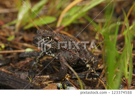 Closeup on dark colored juvenile of Anaxyrus boreas, Western toad in Northern California sitting on redwood 123374588