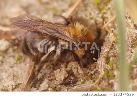 Closeup on a female of the endangered nycthemeral mining bee, Andrena nycthemera entering her nest Closeup on a female of the endangered nycthemeral mining bee, Andrena nycthemera entering her nest 123374589